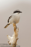 FLYCATCHERS, SHRIKES, VIREOS, SWALLOWS